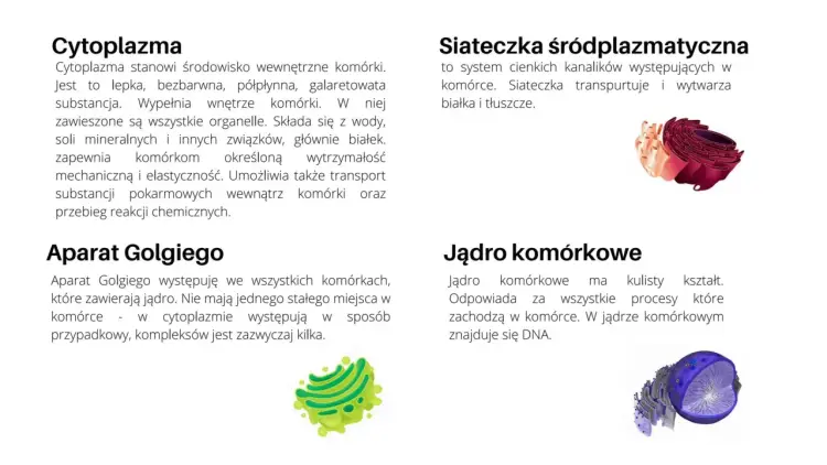 Komórka roślinna - Jak odróżnić ją od innych i łatwo zapamiętać?