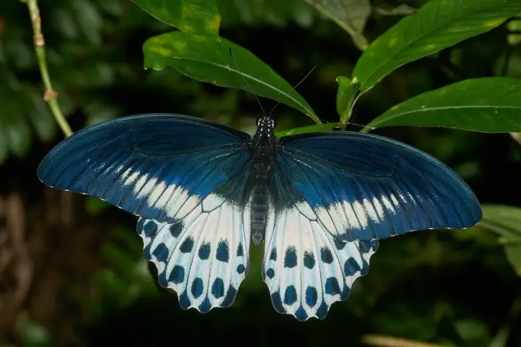 Czarny motyl w malarstwie - Symbolika i interpretacja