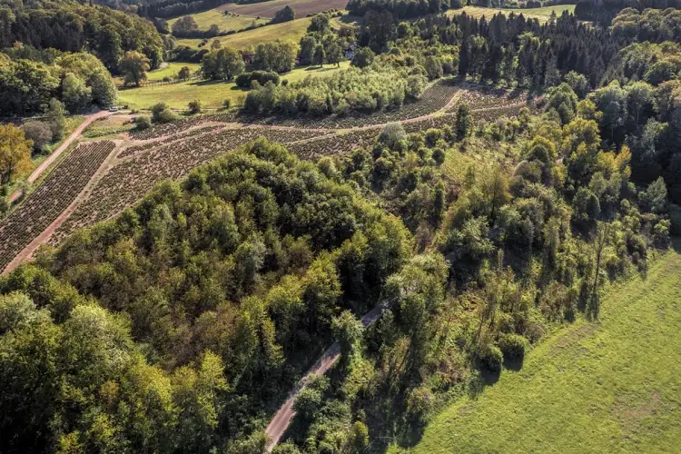 Działka leśna w budowlaną - Poradnik. Koszty i ryzyka