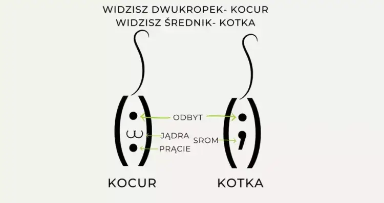 Jak rozpoznać kotkę - kluczowe różnice między samicą a samcem