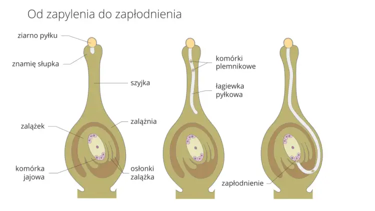 Budowa kwiatu - Dlaczego płatki to nie wszystko? Poznaj schemat