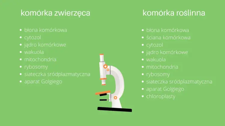Komórka zwierzęca - Jak rozpoznać jej budowę i uniknąć błędów?