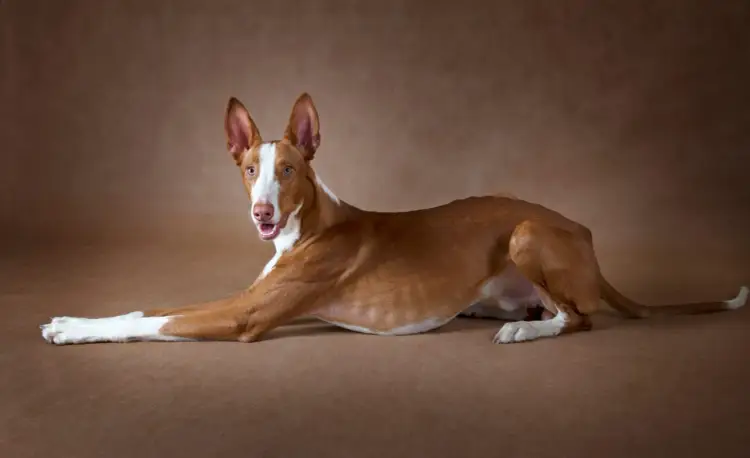 Podenco z Ibizy: Jak wybrać hodowlę i szczeniaka w Polsce?