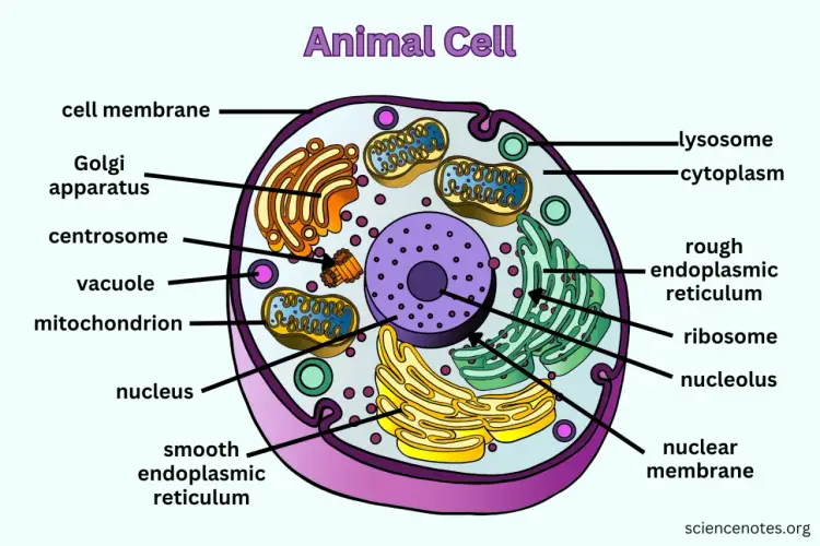 Organella komórki zwierzęcej - Jak je zrozumieć i zapamiętać?