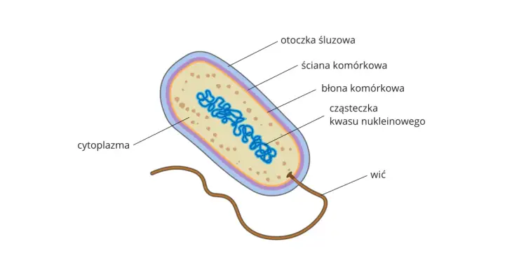 Budowa komórki bakteryjnej - Dlaczego to nie tylko prosta komórka?