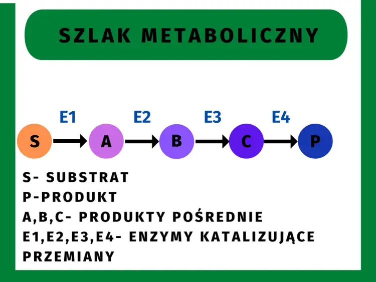 Szlaki metaboliczne - Jak je zrozumieć i odróżnić na sprawdzianie?