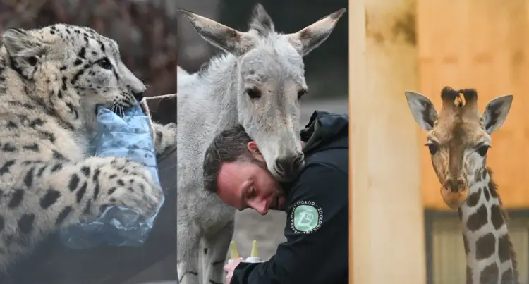 Zarobki weterynarza w zoo - Pasja czy finansowe wyzwanie?