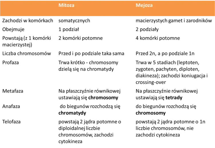 Mitoza a mejoza - Jakie są różnice i jak ich nie pomylić?