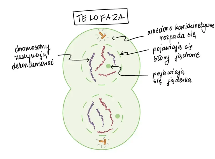 Mitoza krok po kroku - Jak zrozumieć fazy i uniknąć pomyłek?