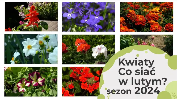 Jakie kwiaty siejemy w lutym? Odkryj idealne rośliny do ogrodu