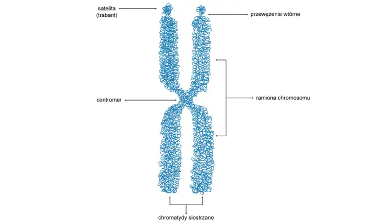Stopnie upakowania DNA - Jak komórka mieści 2 metry nici w jądrze?