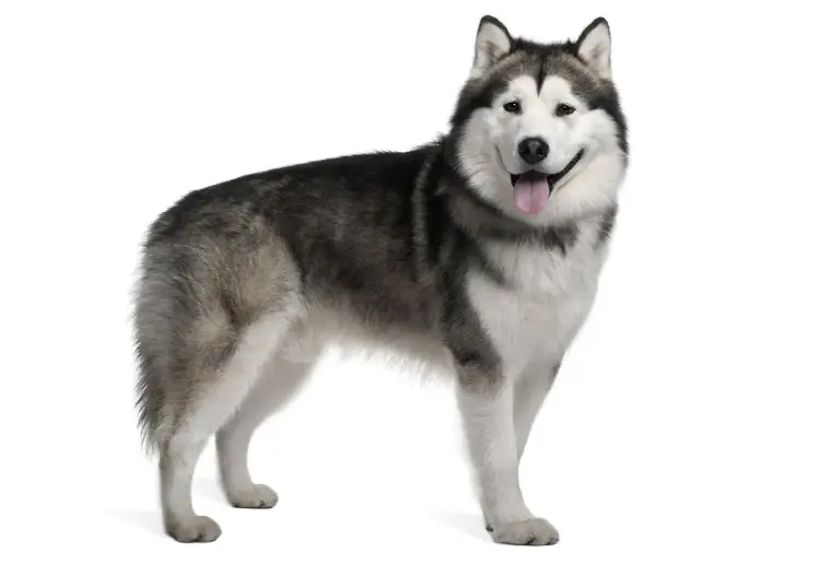 Alaskan Malamute vs Husky: Kluczowe Różnice i Wybór Psa