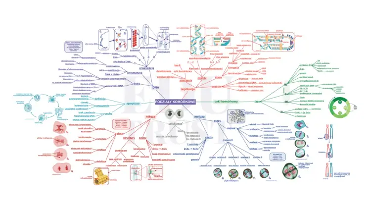 Matura z biologii - Dlaczego teoria to za mało i jak ułożyć plan?