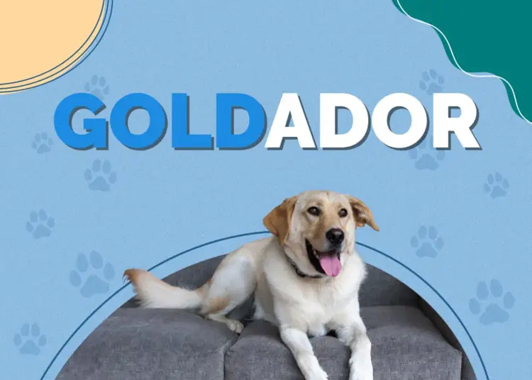 Goldador: Mieszaniec Goldena i Labradora przewodnik