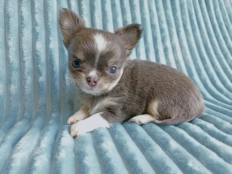Chihuahua blue merle: Urok, ryzyko i odpowiedzialny wybór