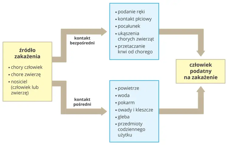 Zakażenie - Biologia procesu. Jak chronić się przed patogenami?