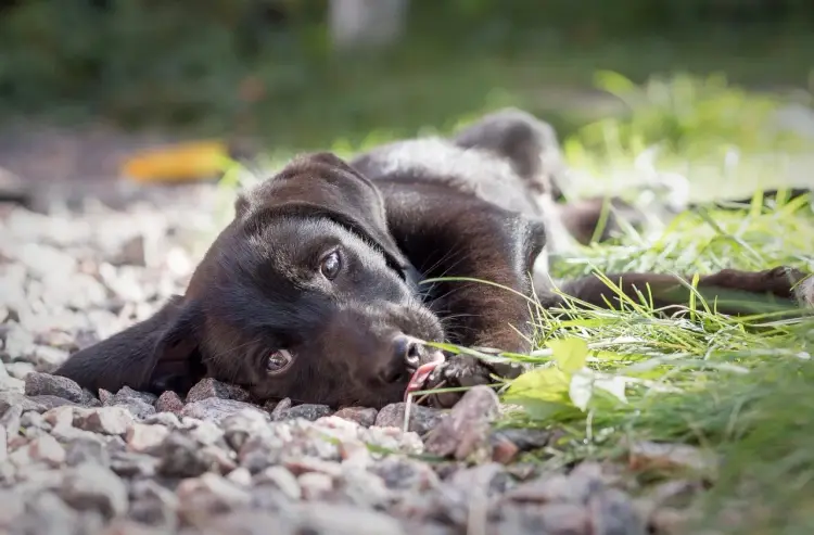 Adopcja psa z Dogomanii: Przewodnik krok po kroku