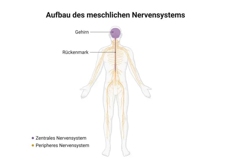 Schema des menschlichen Nervensystems: Gehirn und Rückenmark bilden das zentrale Nervensystem, das sich durch den ganzen Körper zieht.