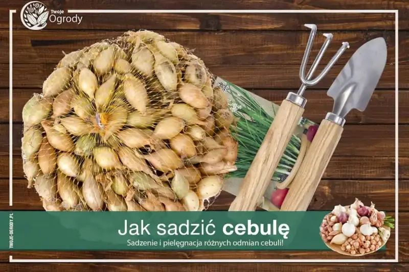 Siatka pełna cebulek dymek gotowych do sadzenia, obok mała łopatka i grabki. Czas na sadzenie cebuli!
