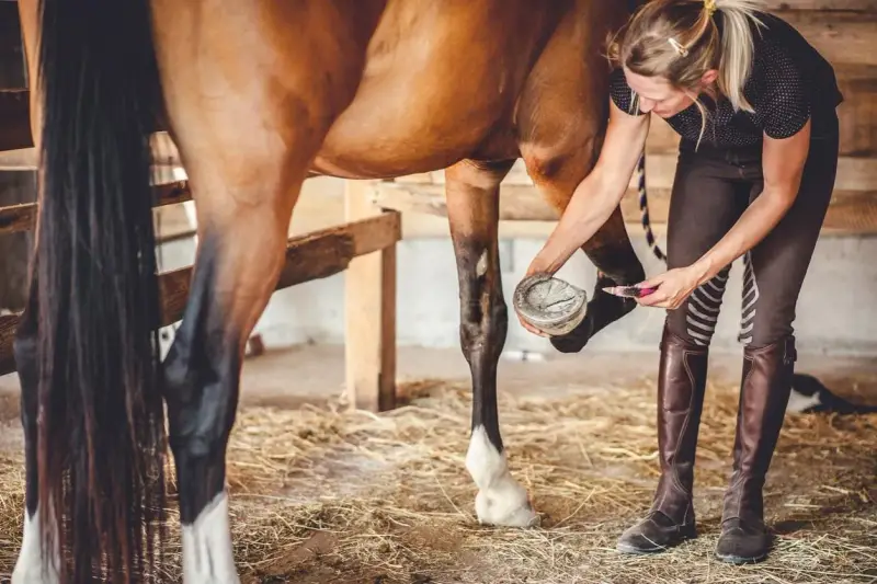 Une femme nettoie le sabot d'un cheval, s'assurant que chaque phalange du cheval est en bonne santé.