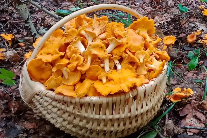 Pełen koszyk złotych kurek, zebranych w lesie, gdzie rosną kurki. Wspaniały zbiór leśnych skarbów.