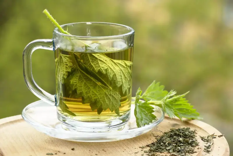 Une tasse en verre remplie d'infusion ortie, avec des feuilles fraîches et séchées à côté.