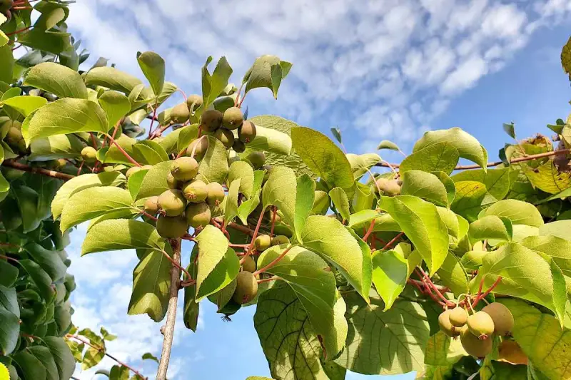 Grappes de petits fruits sur un arbre kiwi nom, sous un ciel bleu parsemé de nuages.