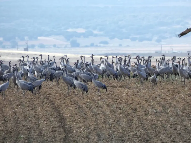 Una gran bandada de grullas se congrega en un campo arado, cerca de la laguna de Gallocanta, bajo un cielo nublado.
