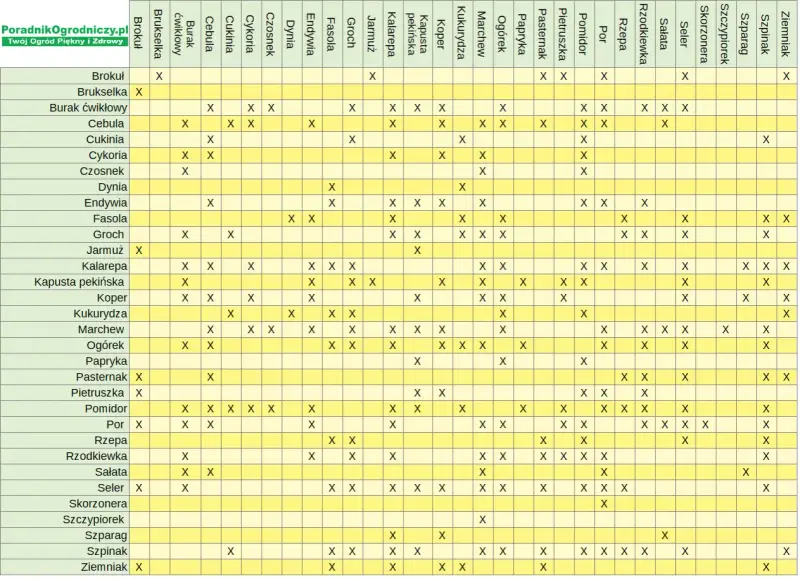 Tabela podpowiada, jakie warzywa nie sadzić obok siebie. Unikaj błędnych połączeń, by mieć zdrowszy ogród.
