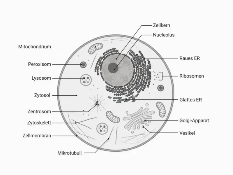 Schematische Darstellung einer Zelle mit Zellkern, Mitochondrien, ER, Golgi-Apparat und weiteren Organellen.