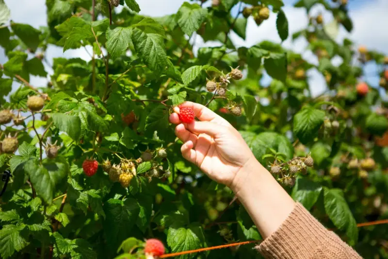 Mano raccoglie un lampone rosso maturo da una pianta in terra. La coltivazione di lamponi è rigogliosa.