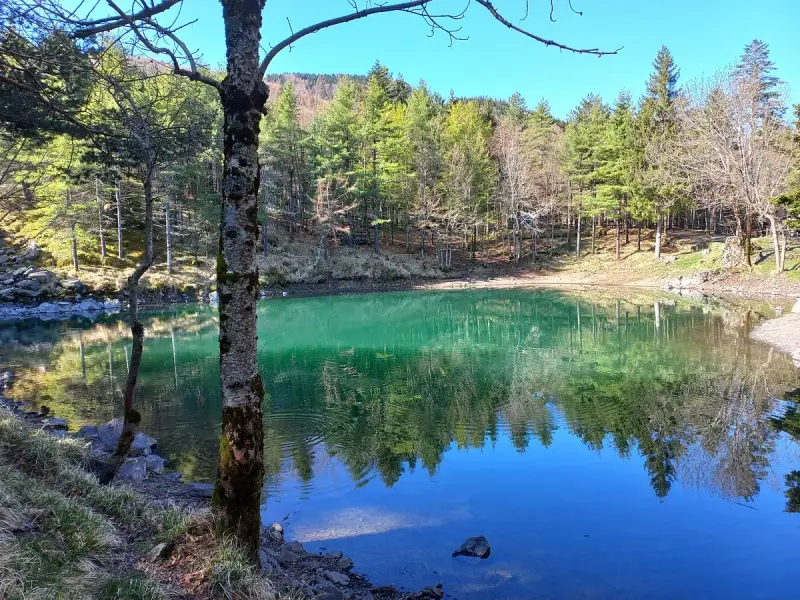 Il lago delle lame, con le sue acque smeraldine, riflette la foresta e il cielo azzurro. Un tronco d'albero in primo piano aggiunge profondità.