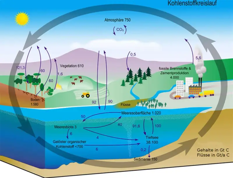 Der Kohlenstoffkreislauf zeigt, wie Kohlensäure zwischen Atmosphäre, Vegetation, Böden, Meeren und fossilen Brennstoffen zirkuliert.