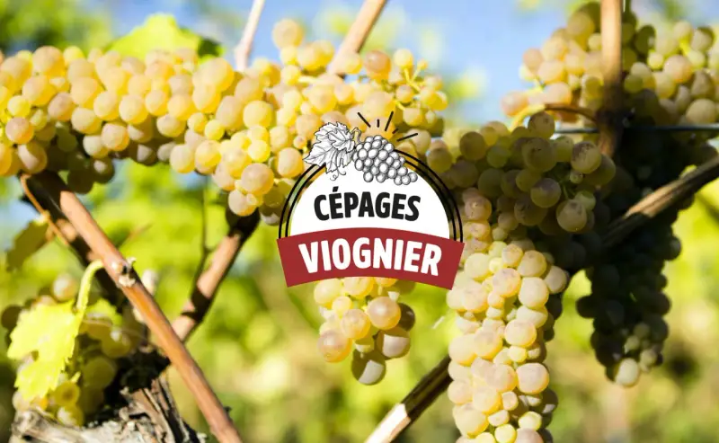Grappes de raisin blanc mûres sur pied, avec un logo "CÉPAGES VIOGNIER" superposé. Le vin viognier est prometteur.
