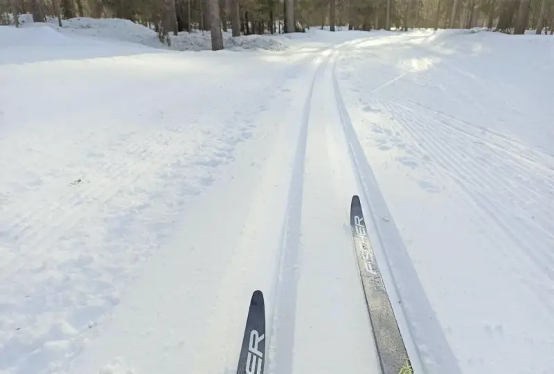Färska skidspår i snön, redo för skidåkning i Luleå. Solen lyser genom träden och skapar ett vackert vinterlandskap.