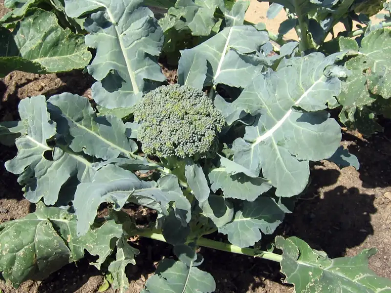 Gros plan sur un chou-fleur vert et frais, prêt pour la récolte. Ses feuilles larges et dentelées entourent la tête compacte, promettant une belle récolte.