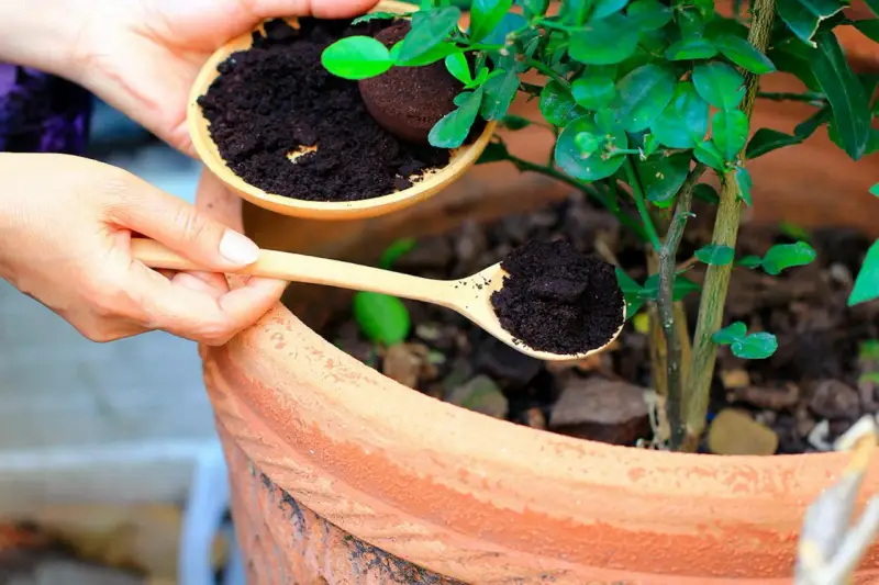 Händer häller kaffesump från en skål till en träsked, redo att ge näring till tomatplantor i en terrakottakruka.