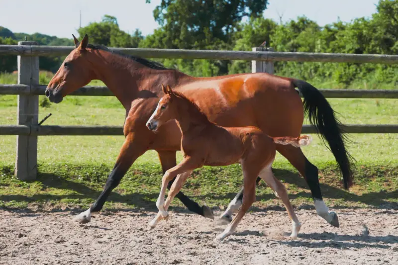 Une jument alezane et son poulain trottent dans un paddock. La saillie du poney est évidente par sa petite taille et sa démarche espiègle.
