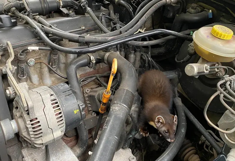 Ein Marder hat sich im Motorraum eines Autos eingenistet und erkundet die Leitungen und den Keilriemen.