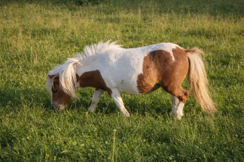 Poney Shetland pie, en pleine fourbure dans une prairie verdoyante. Sa crinière blanche flotte au vent tandis qu'il broute paisiblement.