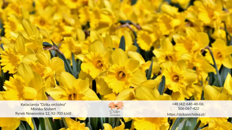 Wiosenny bukiet żółtych żonkili i narcyzów. Kwiaty z kwiaciarni "Dzika orchidea" w Łodzi.