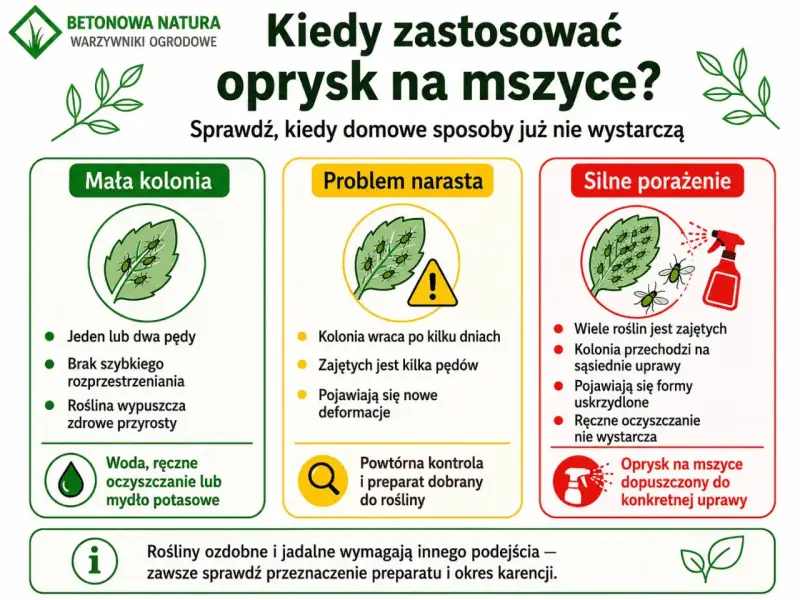 Kiedy domowe sposoby na mszyce zawodzą? Infografika pokazuje, jak rozpoznać małą kolonię, problem narastający i silne porażenie, sugerując odpowiednie metody walki.