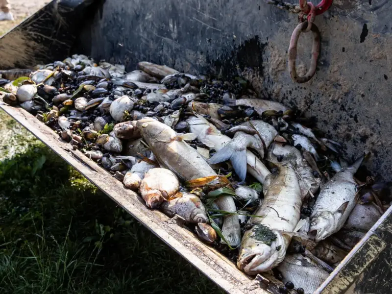 Ogromna ilość martwych ryb i muszli w metalowej skrzyni. Widoczny śnięcie ryb, które mogło być spowodowane zanieczyszczeniem lub brakiem tlenu w wodzie.