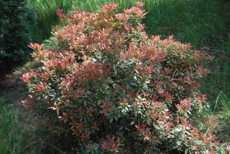 Krzew pieris little heath z czerwonymi i zielonymi liśćmi, otoczony trawą.