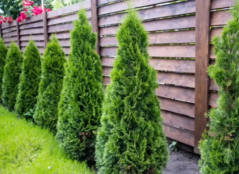 Rząd zielonych, stożkowatych tui tworzy naturalną barierę przy drewnianym płocie. Różne rodzaje tui mogą być sadzone obok siebie.