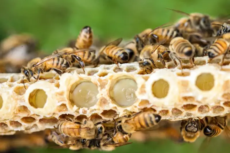 Abejas cuidan larvas en panal. La jalea real para que sirve es alimentar a las futuras reinas, dándoles fuerza y nutrientes.