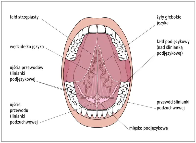Anatomia jamy ustnej: widok od dołu, z zaznaczonymi śliniankami podjęzykowymi, ich przewodami i ujściami.