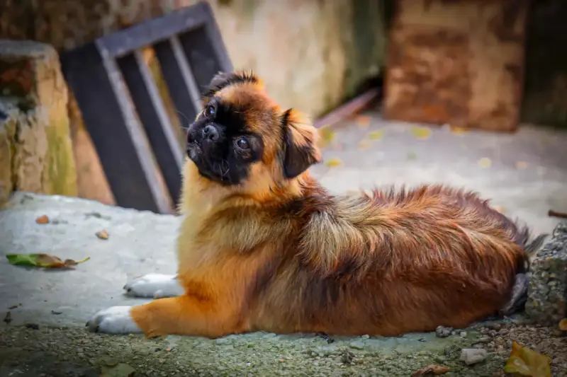 Uroczy spaniel tybetański leży na ziemi, ciekawie spoglądając w górę. Zastanawiasz się nad spaniel tybetański cena?