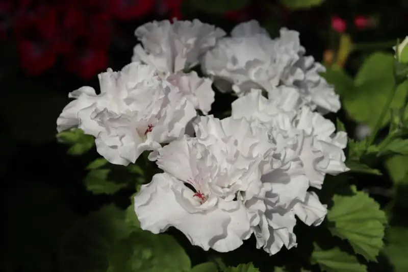 Kwitnące białe pelargonie, z delikatnymi różowymi akcentami, zachwycają. Czy pelargonia jest wieloletnia? Tak, przy odpowiedniej pielęgnacji może cieszyć oko przez lata.