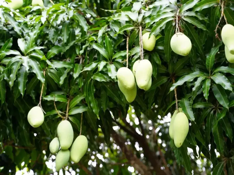 Zielone mango zwisające z drzewa. Czy mango to cytrus? Nie, to owoc pestkowy, choć równie pyszny!